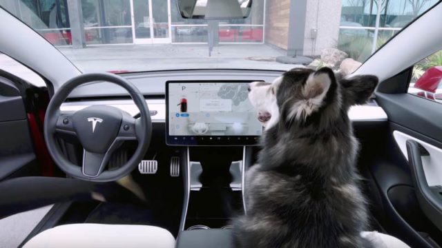 Tesla's new 'dog mode' is just one of many cool features
