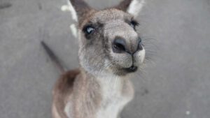 Dear Elon Musk, Australia needs a “Roo Mode”