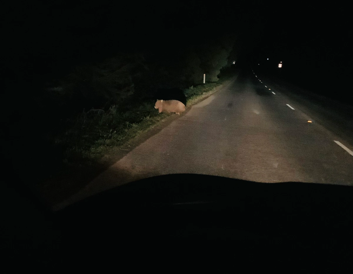 Wombat watching