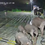 Angry elephants vandalise EV chargers after one gets leg caught in cable