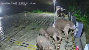 Angry elephants vandalise EV chargers after one gets leg caught in cable